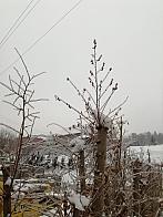 Skalité