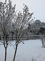 Třibřichy