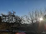 Olešná