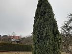 Olešná