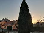 Olešná