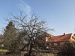 Olešná
