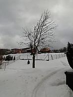 Skalité