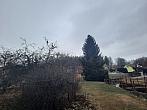 Olešná