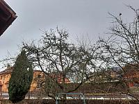 Olešná