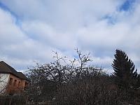 Olešná