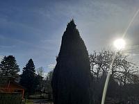Olešná