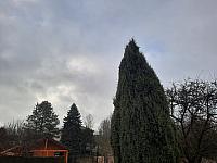 Olešná