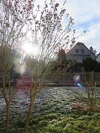 Třibřichy