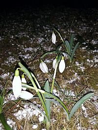 Borovina