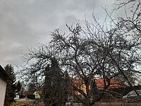 Olešná