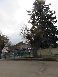 Třibřichy