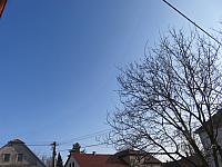 Třibřichy