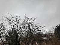 Olešná