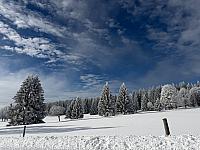 Bučina
