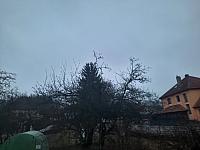 Olešná
