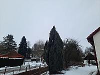 Olešná