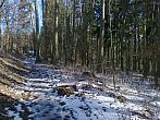 Borovina