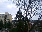 Borovina