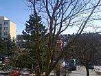 Borovina