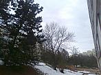 Borovina