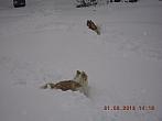 Vítkov