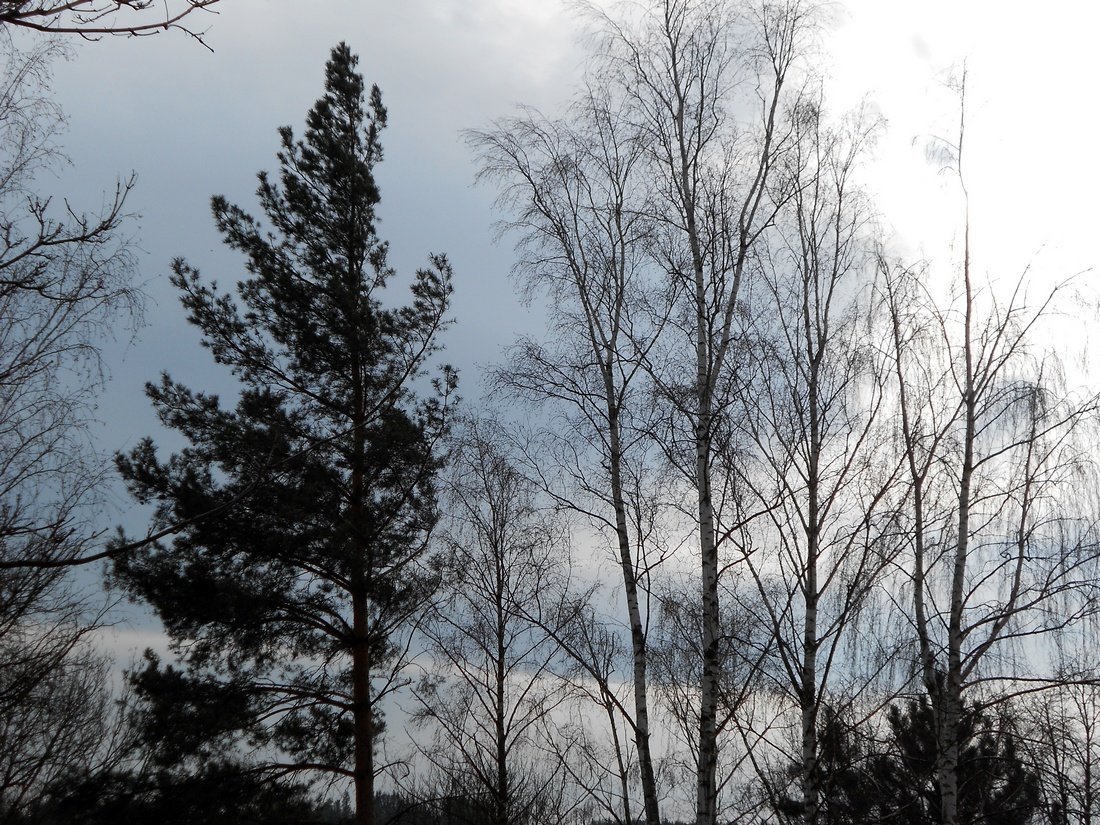 Borovina