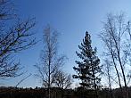 Borovina
