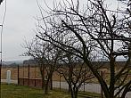 Třibřichy