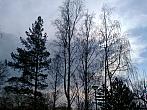 Borovina