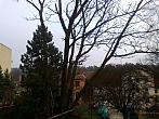 Borovina