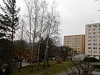 Borovina