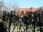 Třibřichy