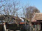 Třibřichy