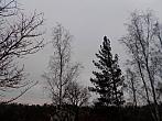Borovina