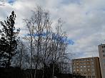 Borovina