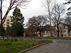 Borovina