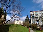 Borovina