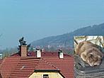 Třemošnice