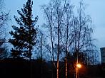 Borovina