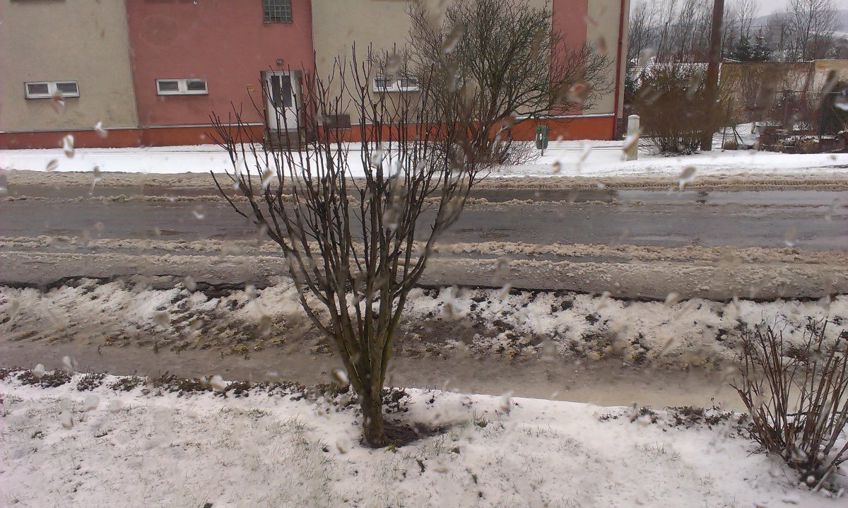 Křenov