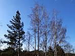 Borovina