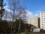 Borovina