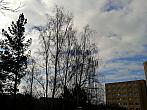 Borovina