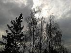 Borovina