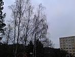 Borovina