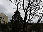 Borovina