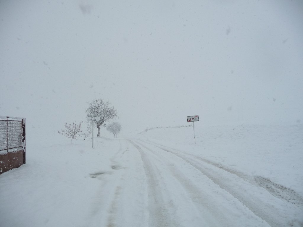 Třibřichy