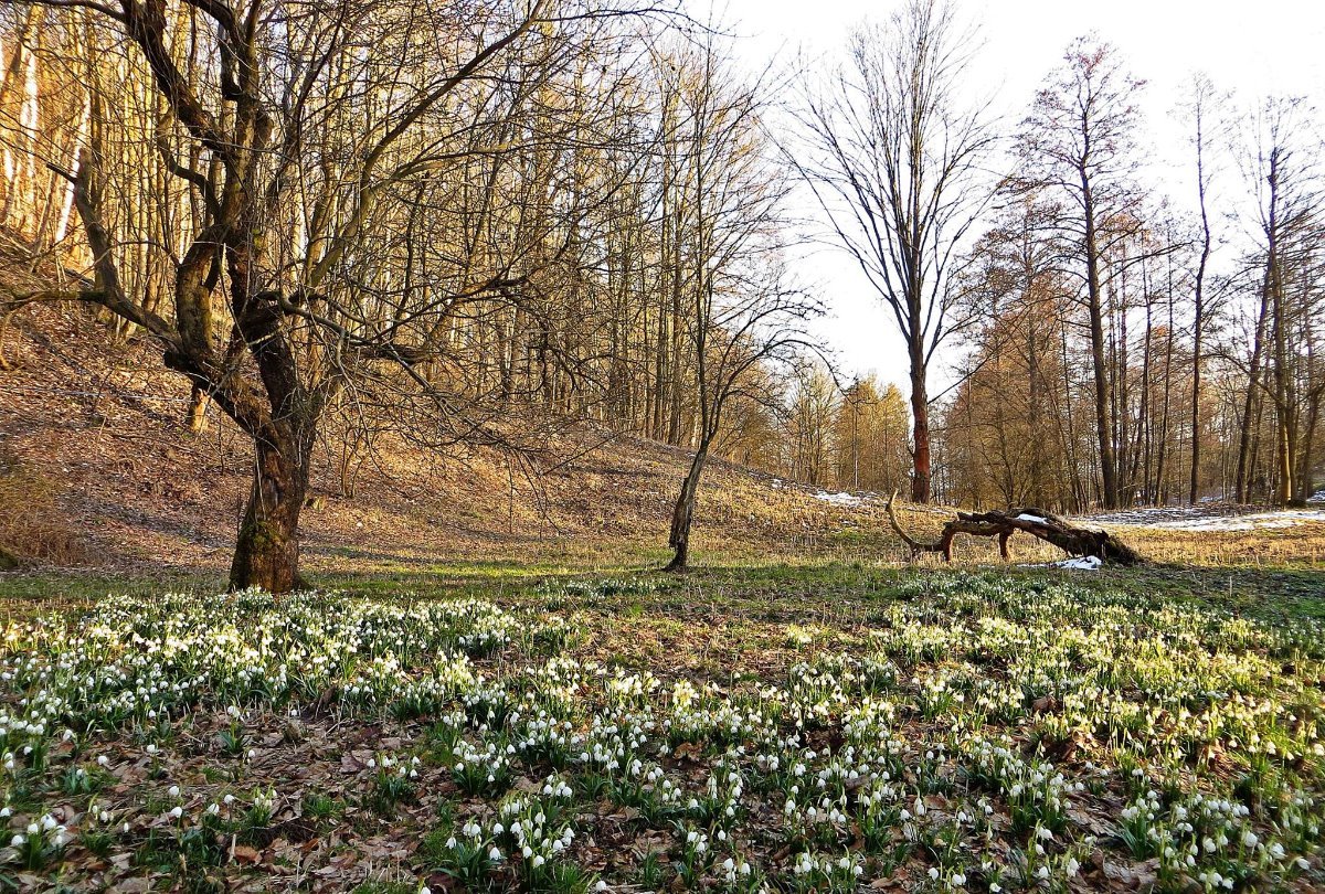 Březová u Broumova