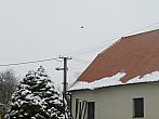 Třibřichy